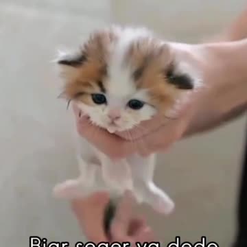 Kitten take a bath first to be fresh