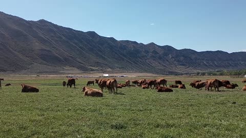 Akaushi Wagyu cattle grazing