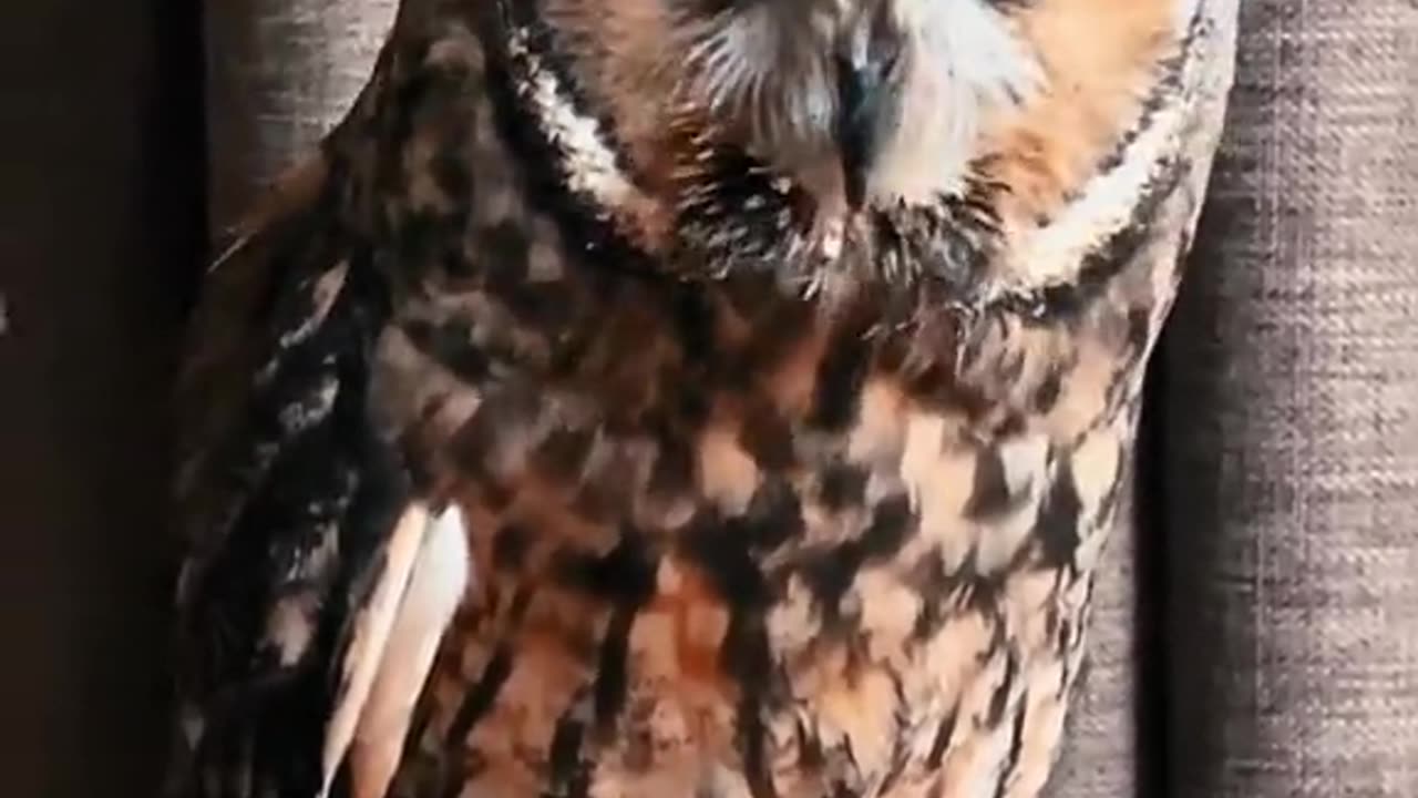 So beautiful animals say Masha Allah 🥰