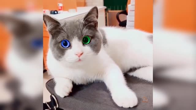 Funny cat video