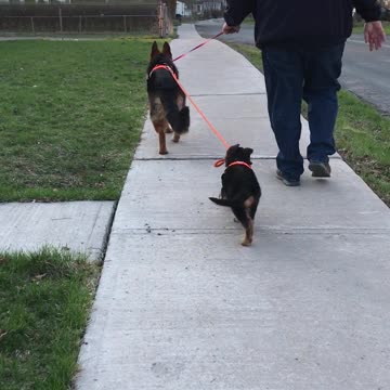 Determined, cute, 9 week old German Shepherd puppy attempts to lead the way