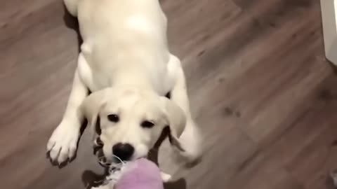 Funny Puppy