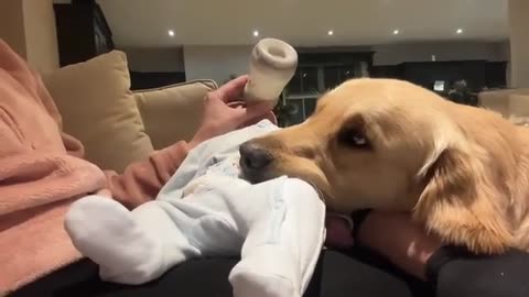 Golden Retriever Adopts Adorable Baby As His Own! (Cutest Ever!!)