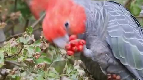 How to eat this bird is very unique