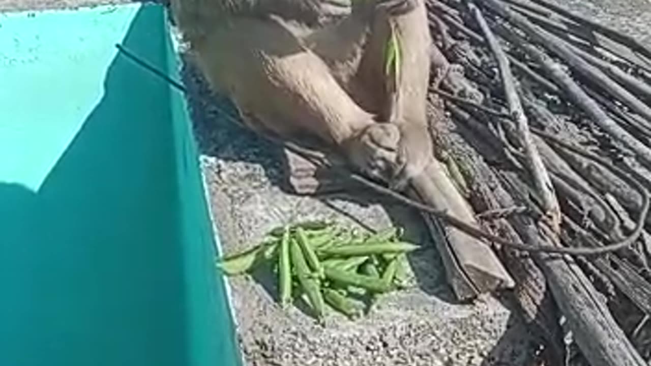 Funny monkey eat he🥒🥒food