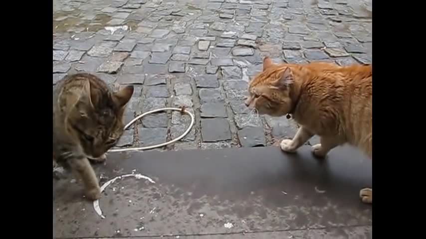 Kucing mengeong sangat keras - Kucing yang sangat marah