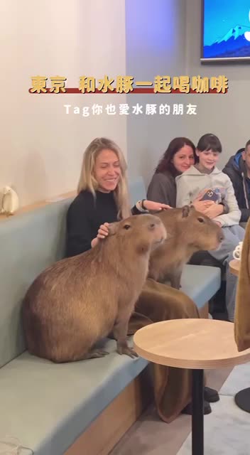 Anyone know the fascination with Capybaras? 🤣