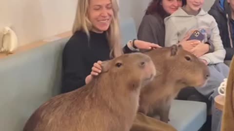 Anyone know the fascination with Capybaras? 🤣