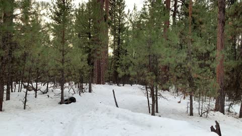 Snowy Downed Log – Bandit Springs Sno-Park – Central Oregon – 4K