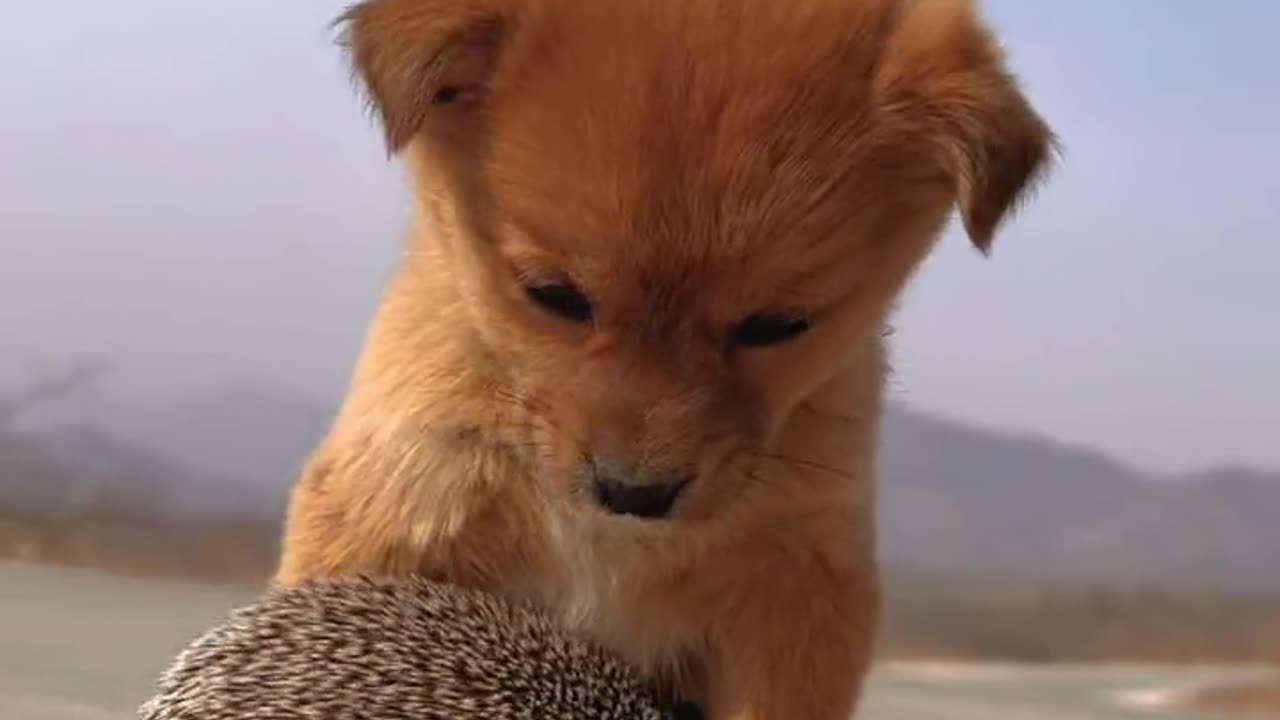 Naughty pets playing with hen and her child