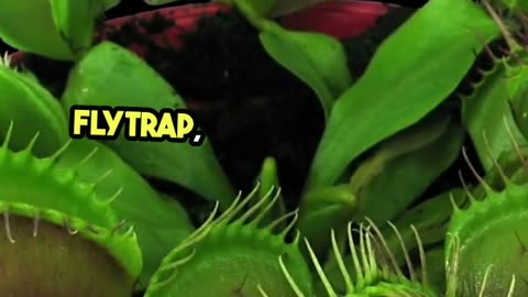 Fun Fact Unveiling the Sundew Nature's Sticky Predator