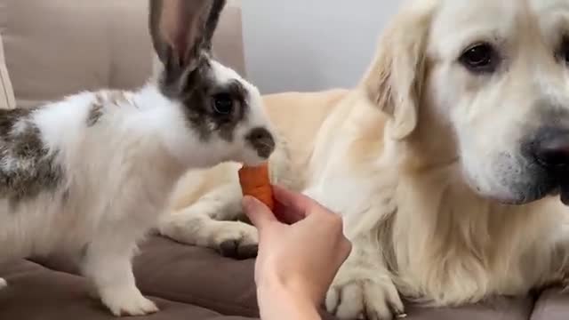 Golden Retriever Meets New Rabbit!