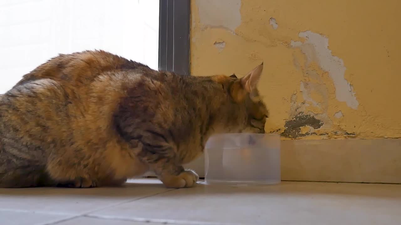 Cat Drinking Water