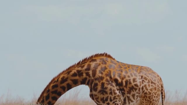 Giraffes: Did You Know? FUN FACT!