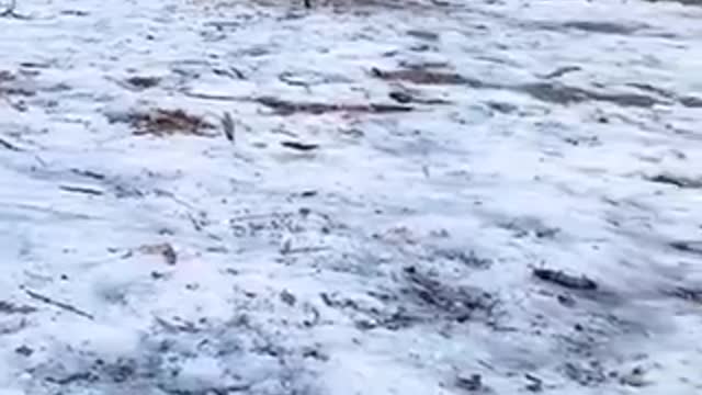 Cat and dog. Animals cute rivalry. Funny videos