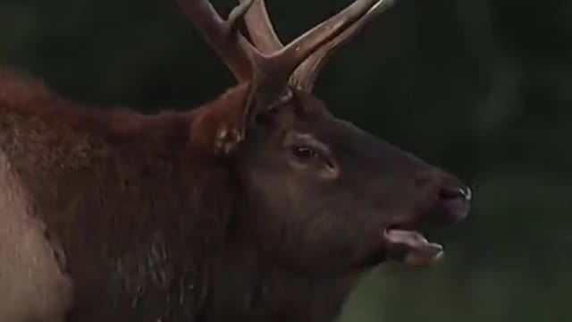Feeding reindeer