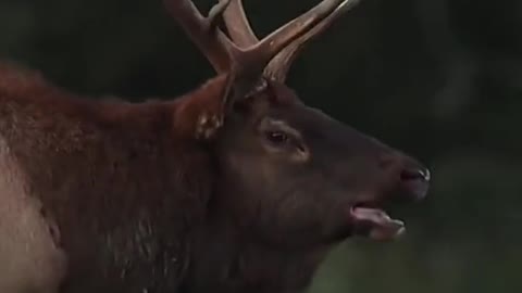 Feeding reindeer