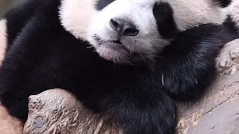 Panda's Irresistible Charm: A Must-Watch! 💜