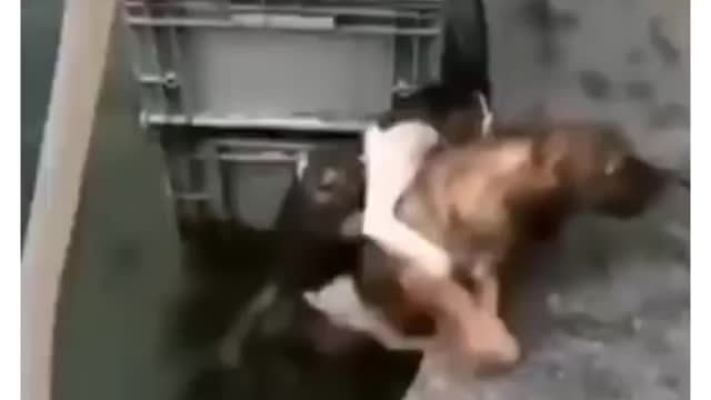 The dog saves the cat