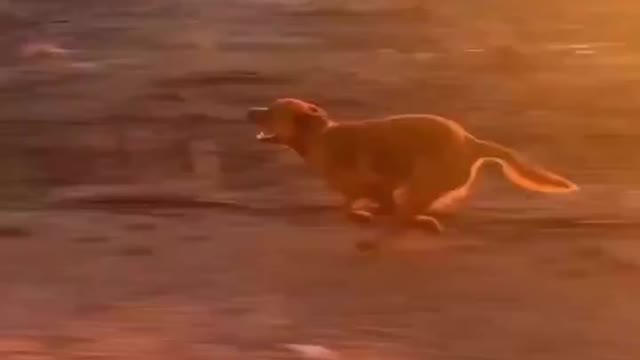 Which one is your dog