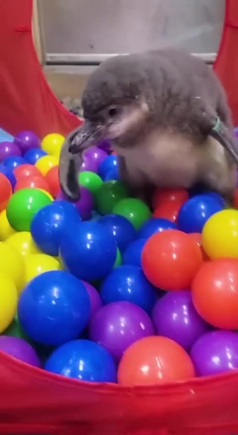 Penguin enjoying playpen