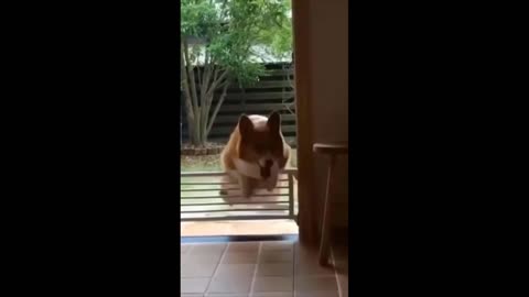 Corgi Fails To Jump Over Fence After WFH