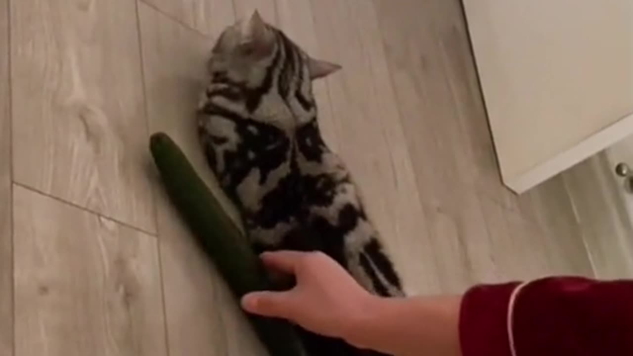 cat vs cucumber