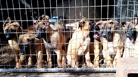 Malinois Pups A’Tim bloodline