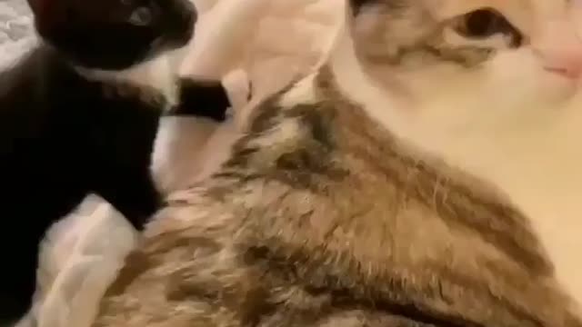 Tiny kitten slapped the cat when she was busy somewhere