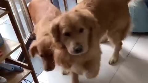 Cute happy dogs opening door