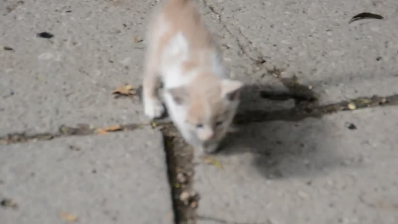 kitten walking alone 26370