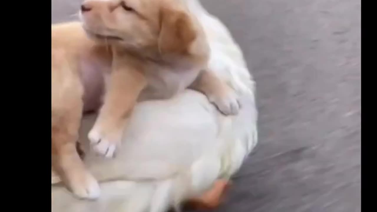 Friendship puppy and duck ,a beautiful moment