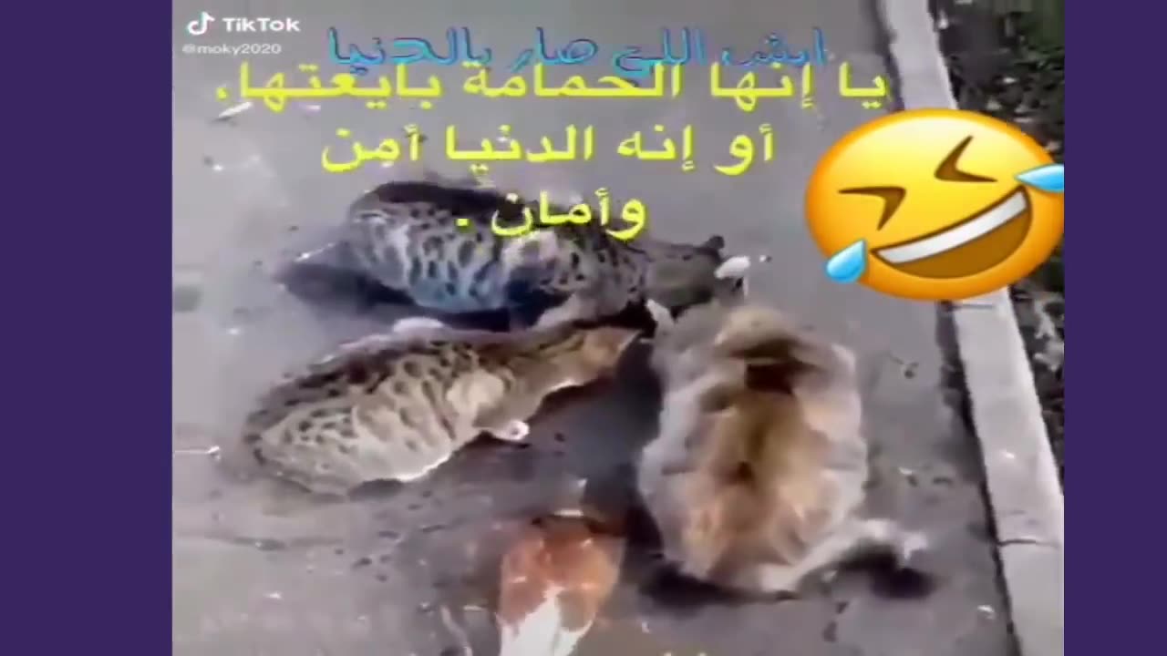 death from laughter 😂😂😂 موت من الضحك