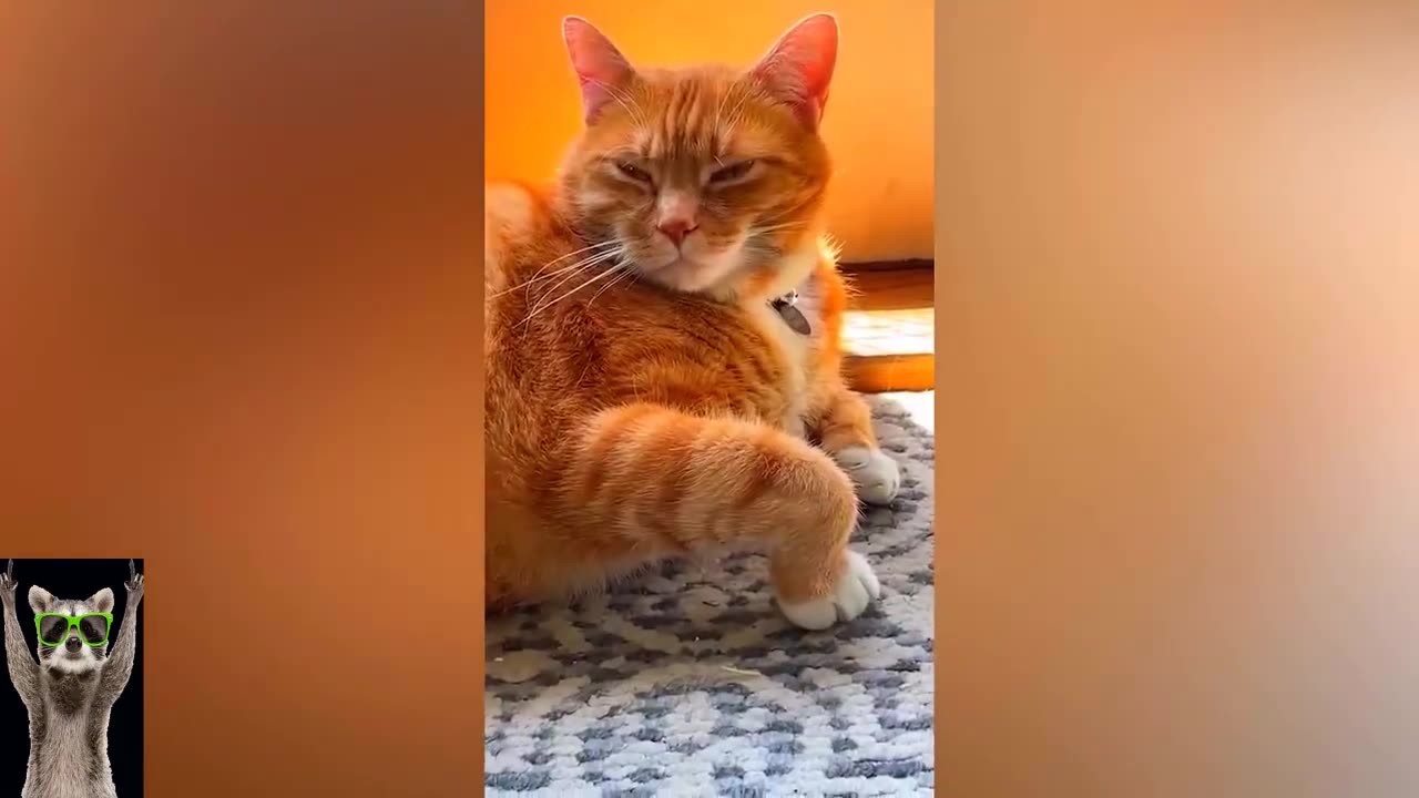 New Funny Animals 😂 Funniest Cats and Dogs Videos 😺🐶