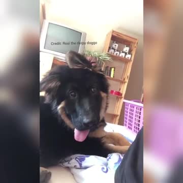 Super funny pup delivers hilariously goofy expression