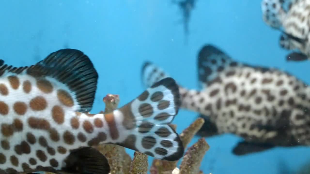 Fish The Sea Coral Animals Under Water Marine Fish