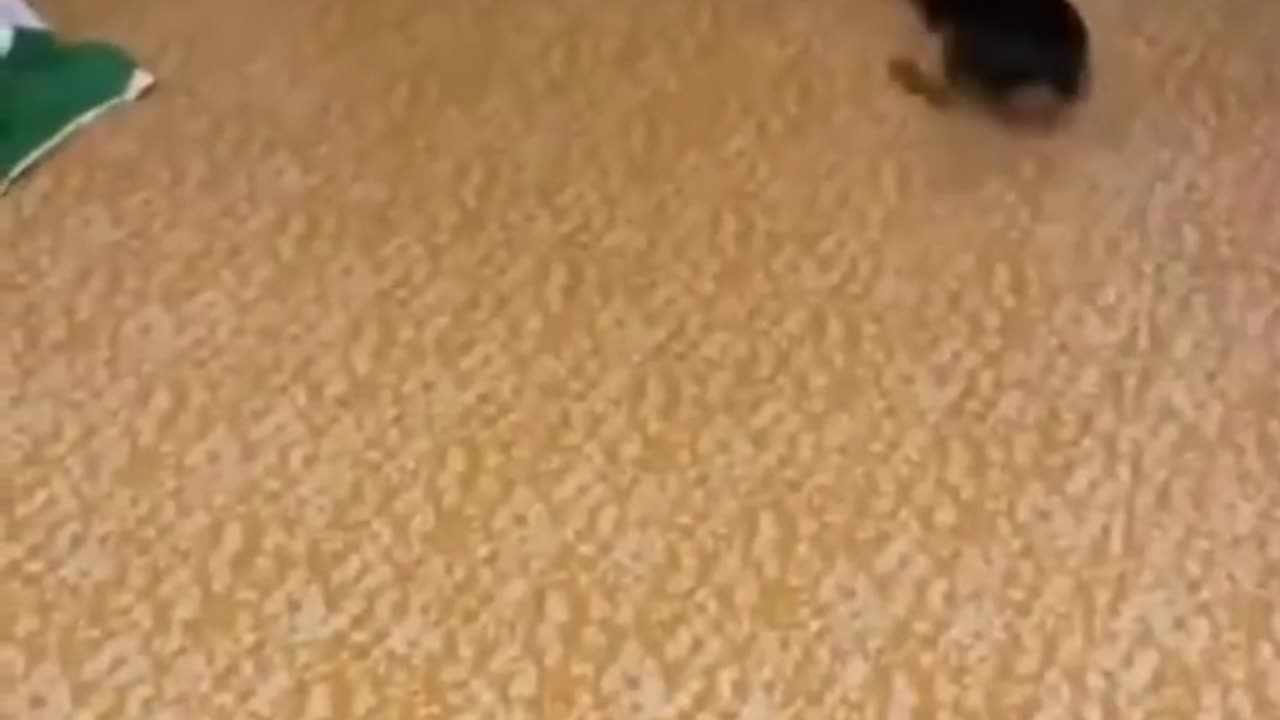 Funny animals video