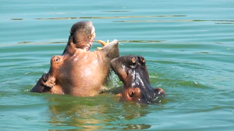 Animal Hippopotamus in Lake Water