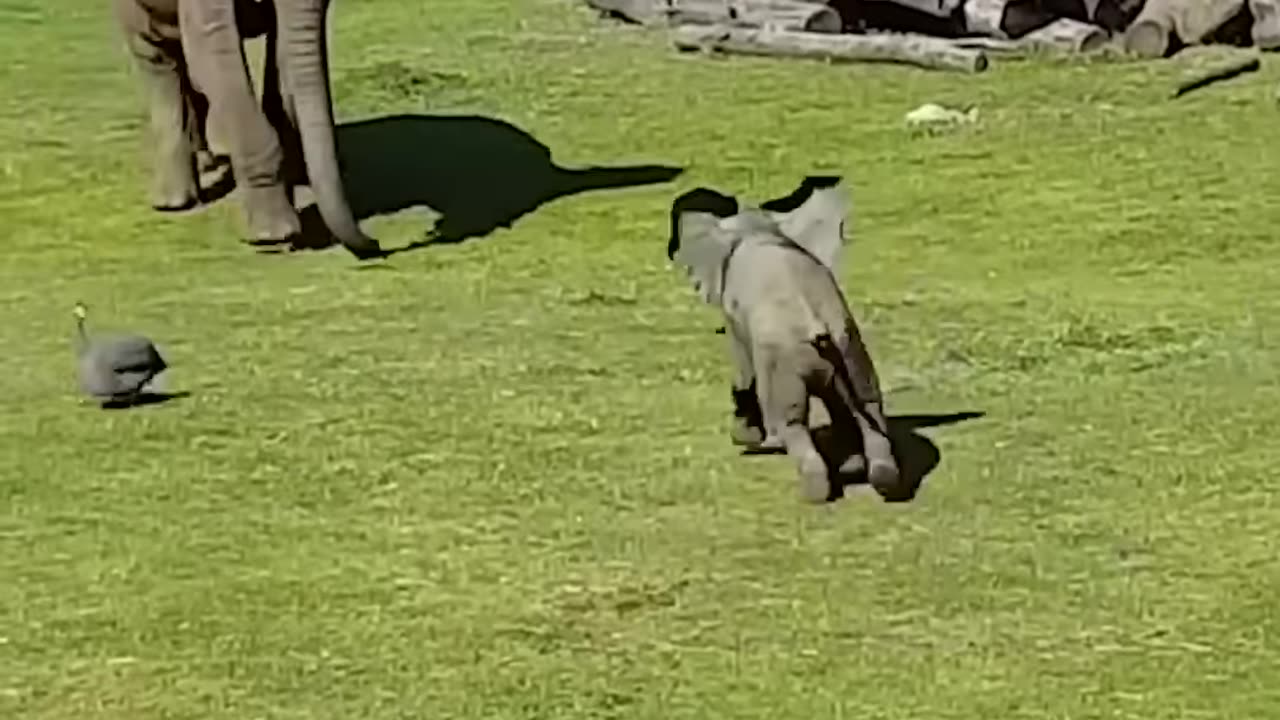 Funny Elephant Bady