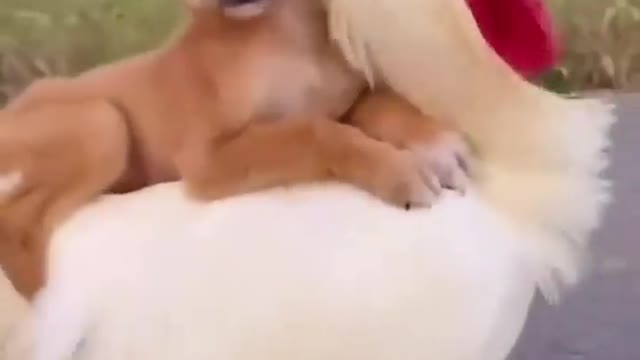 Best dog 🐕 lovely 😍 video 📷