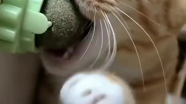 Don’t stop it.#pet #cat #funny