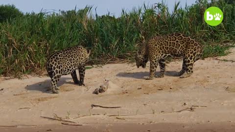 Male jaguars don't share territory. WE DON'T EITHER!