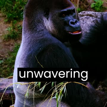 O gorila, o gentil gigante da Terra, nos cativa com sua intrigante mistura de poder e ternura.