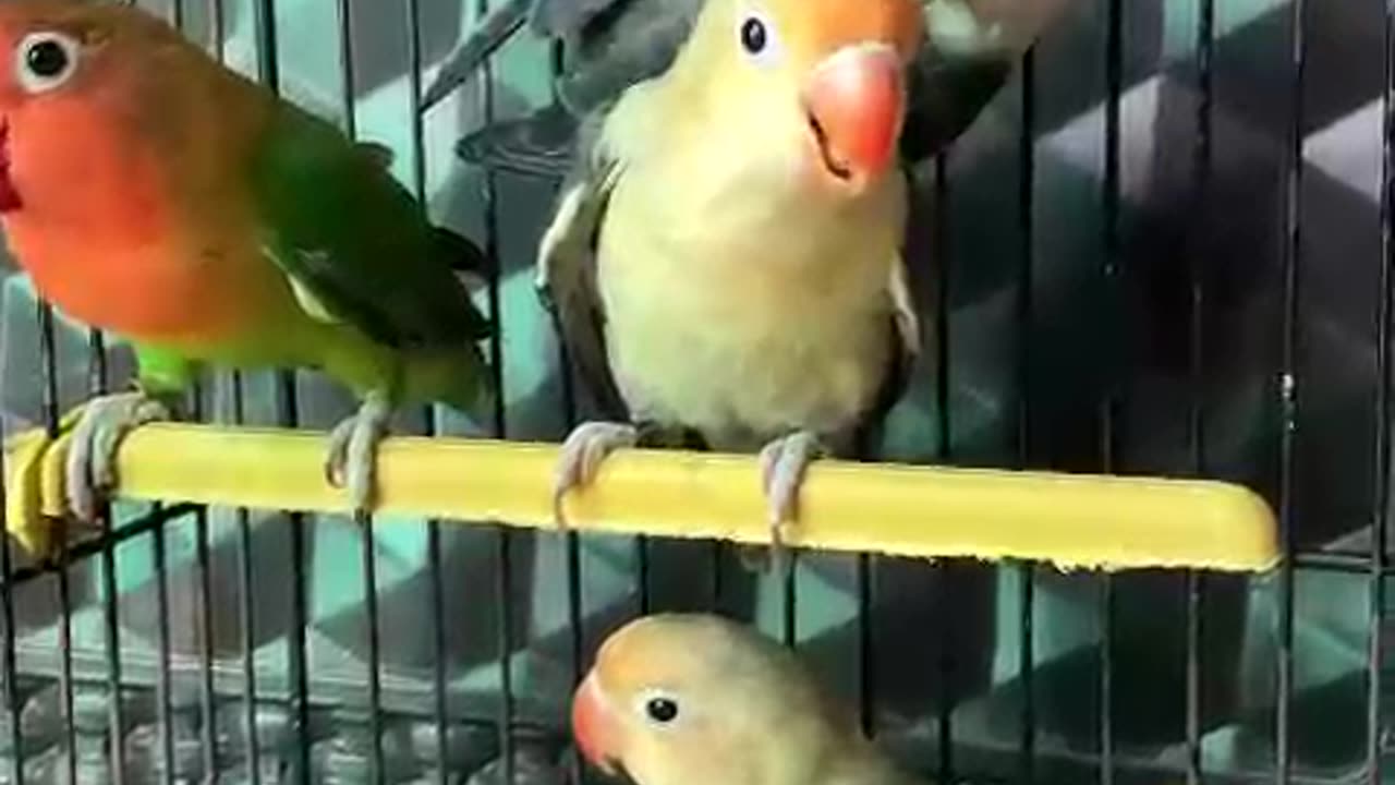 Beautiful lovebirds green opaline pair ❤️