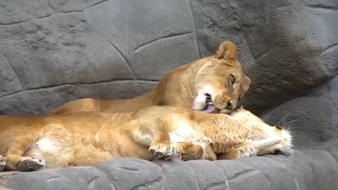 Funny Animals in 1 Minute. Lions in love _5