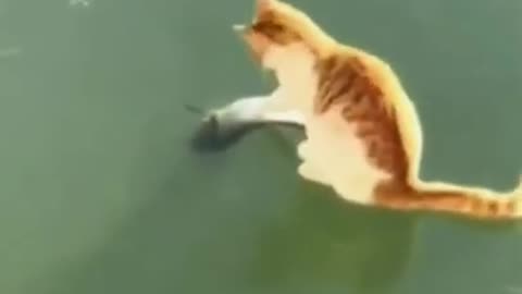 Cat's Madness on Seeing Fish #shorts #viral #shortsvideo #video