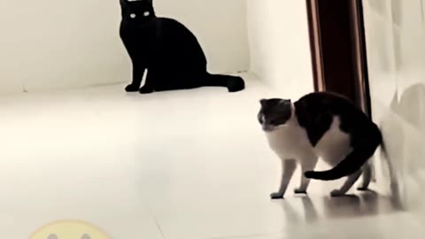 Cat Dancing | And Full Enjoy