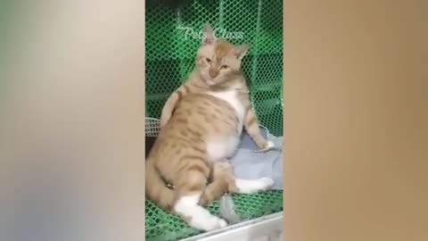 Funny cat shot video 😂😂😺