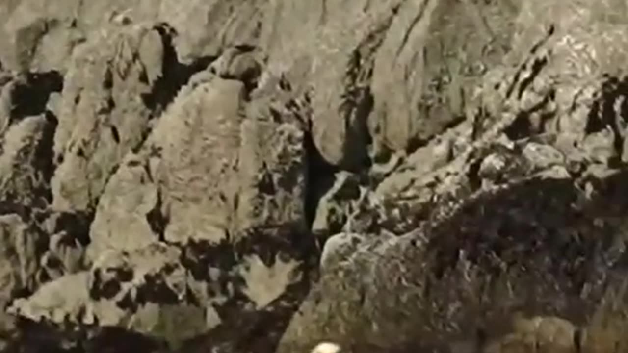 Eagle 🦅 Hunting attack