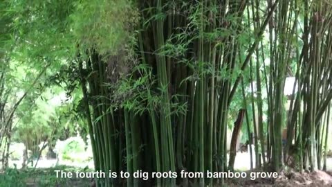 Amazing Bamboo Farming Techniques - Bamboo Product Processing in Factory - Bamboo Harvest Machine